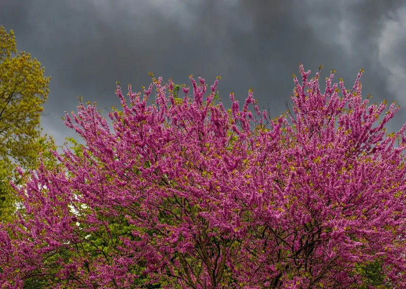 MarchHeader.jpg