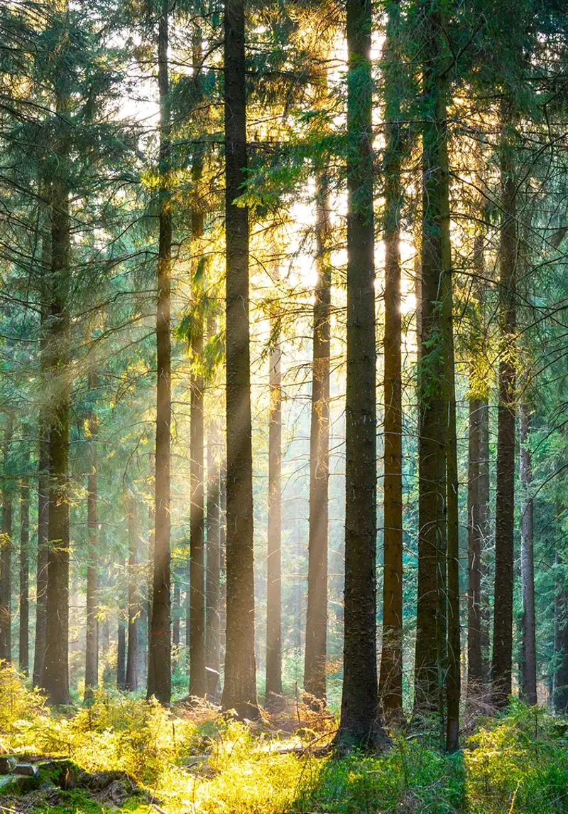 October Monthly Market 2025