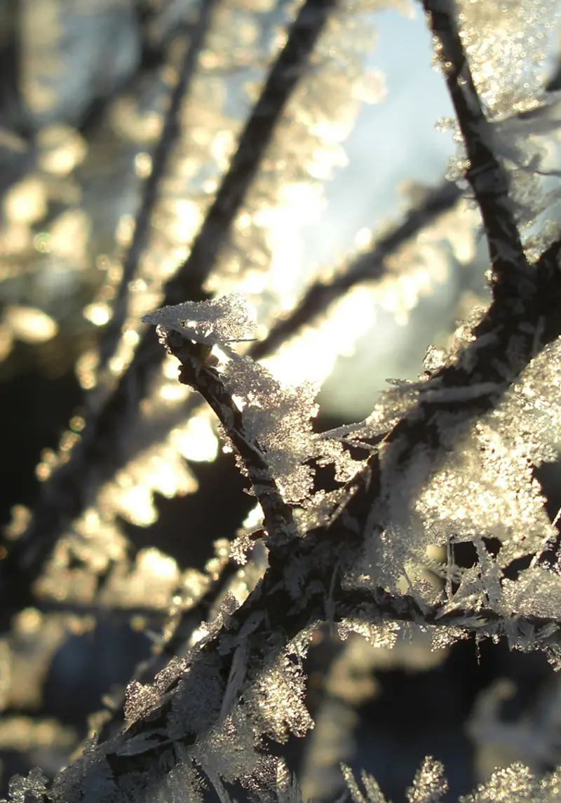 January Monthly Market Recap 2026